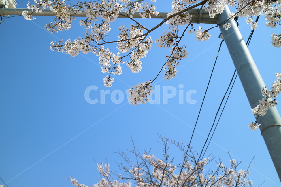 벚꽃,꽃,봄,하늘,맑음,plant,식물,flower,blossom