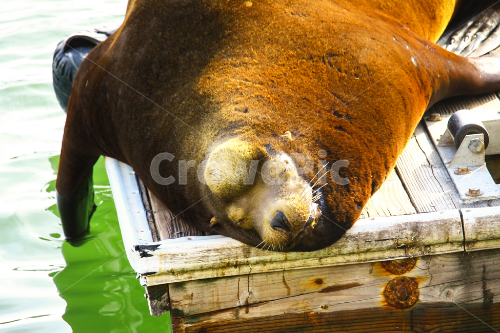 야생동물,물개,자연,미국,nature,sleep,잠,wildlife,동물,animal,포유류,mammal