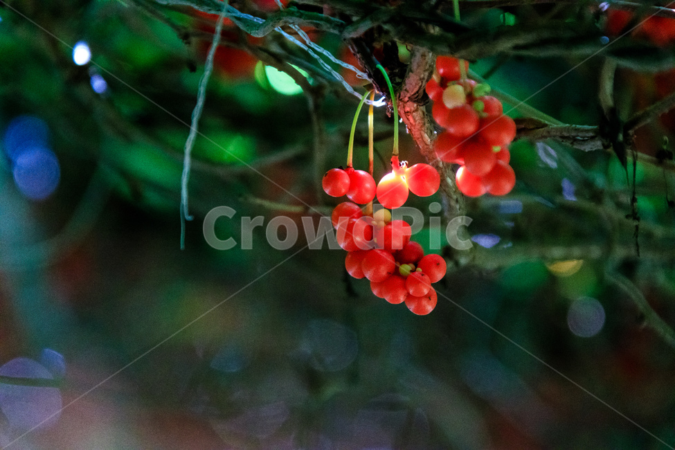 오미자,과일,열매,수확,농업,제철,식물,자연,plants,nature,과일,열매,fruit