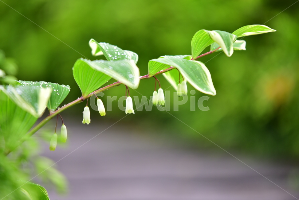 꽃,작은꽃,귀여운꽃,잎,식물잎,식물,플라워,flower,leaves