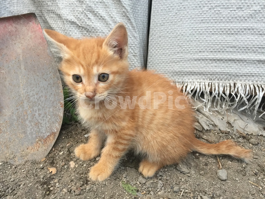 고양이,아기고양이,새끼고양이,길냥이,작은,귀여운,아기,동물,동물,animal,포유류,mammal,고양이,cat,kitten,kitty