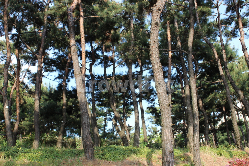 나무,초록,숲,공원,산,풀,자연,소나무,낮,오후