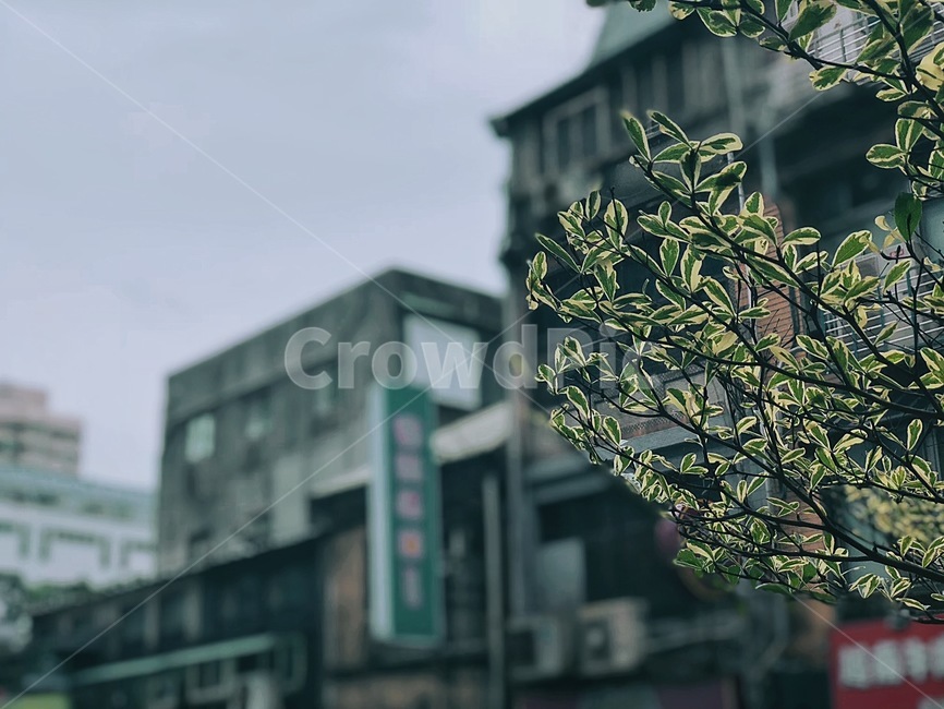 풍경,배경화면,백그라운드,하늘,구름,자연풍경,나무,식물,자연,plants,nature