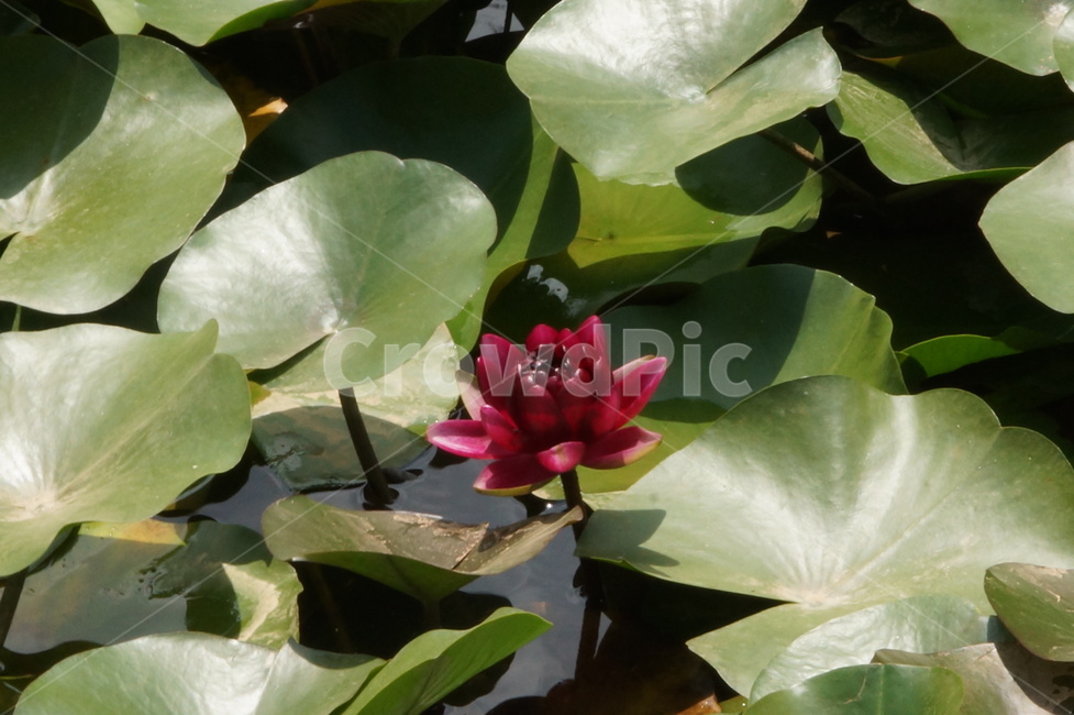 수련,연꽃,자주색,flower,purple,waterlily,식물,자연,plants,nature,꽃,flower