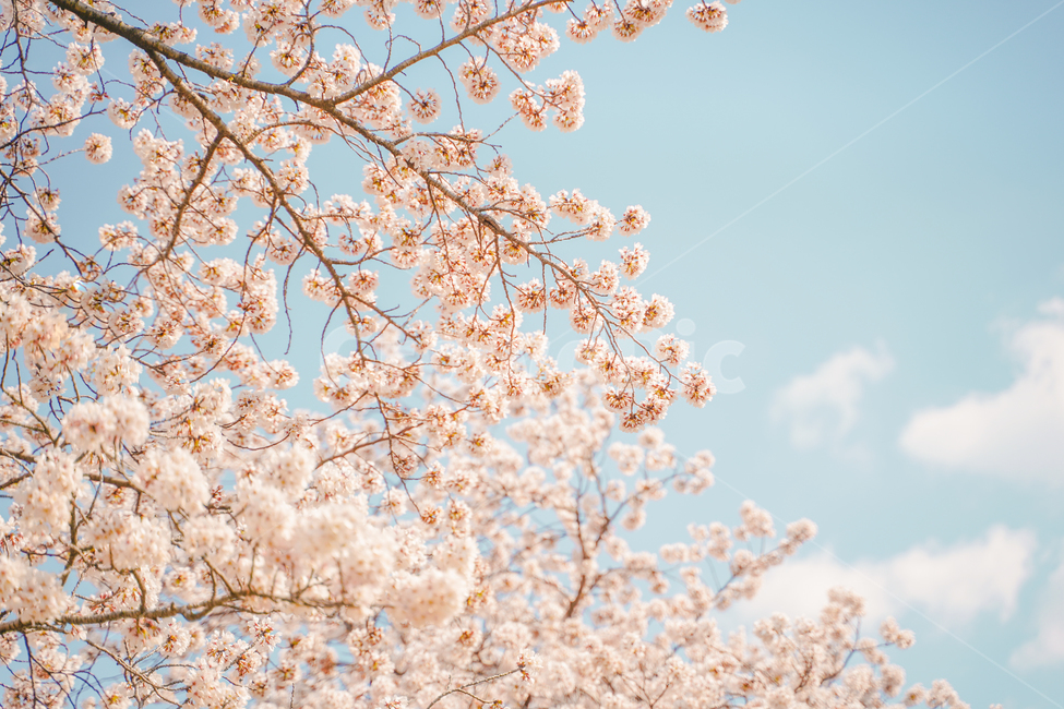 봄,봄하늘,벚꽃,봄꽃,푸른하늘,콜라보레이션,봄,계절,spring,season,식물,자연,plants,nature,꽃,flower,plant,cherry blossom,blossom