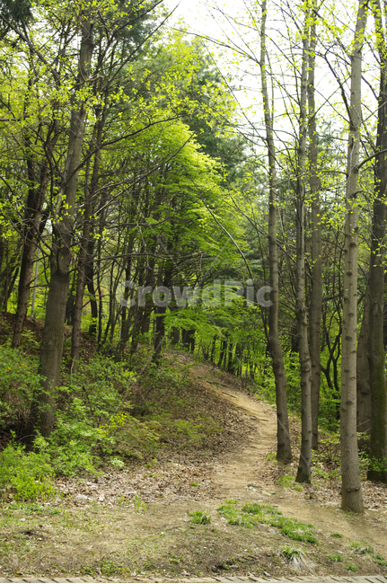나무,숲,식물,자연,봄,길,자연,풍경,nature,landscape,path,통로,ground,바닥