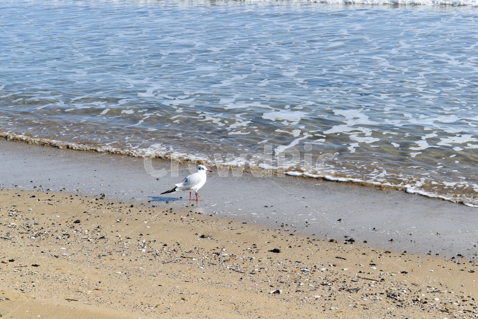 바다,갈매기,해변,모래사장,파도,물결,bird,sea,beach,해변,바다,beach,sea,동물,animal,조류,새,birds