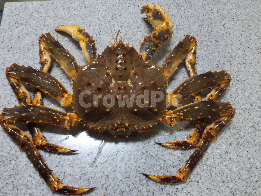 킹크랩,수산물,food,kingcrab,crab,게,큰게,크랩,음식,바다,바다생물,생물,sea,해산물