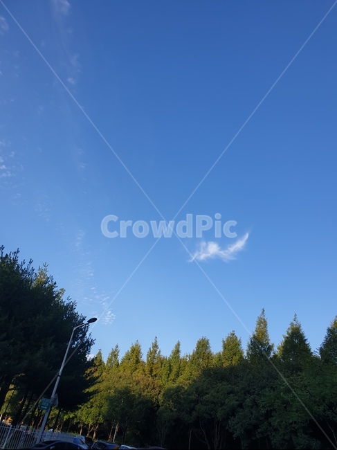 하늘,풍경,나무,tree,sky,쾌청한,푸른하늘,푸른