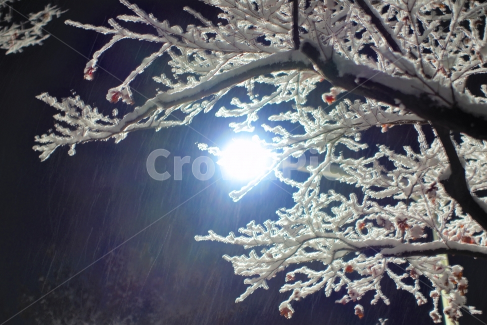 눈,겨울,크리스마스,풍경,아경,가로등,조명,겨울,계절,winter,season,야경,밤,풍경,nightscape,night,landscape,식물,자연,plants,nature,나무,trees,wood,light,빛,flare,플레어