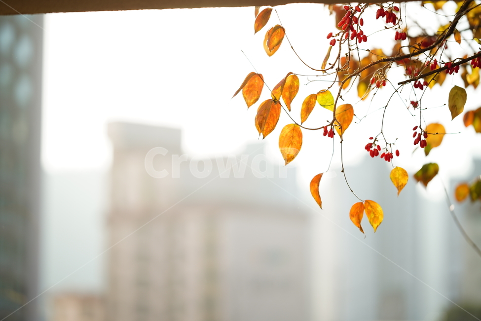 감성,빛,나뭇잎,식물,햇살,계절,풍경,햇빛,잎,나무,느낌,가을,계절,fall,autumn,season,식물,자연,plants,nature,plant,leaf