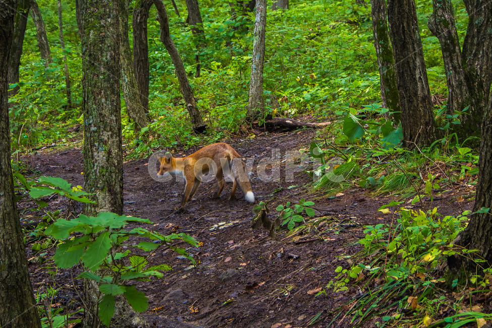 숲,동물,여우,천연기념물,animal,포유류,fox,야생여우,mammal,야생,wild,forest,동물,animal,포유류,mammal