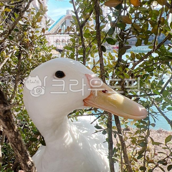 거위,자연,animal,goose,석촌호수,부리,동물,새,bird