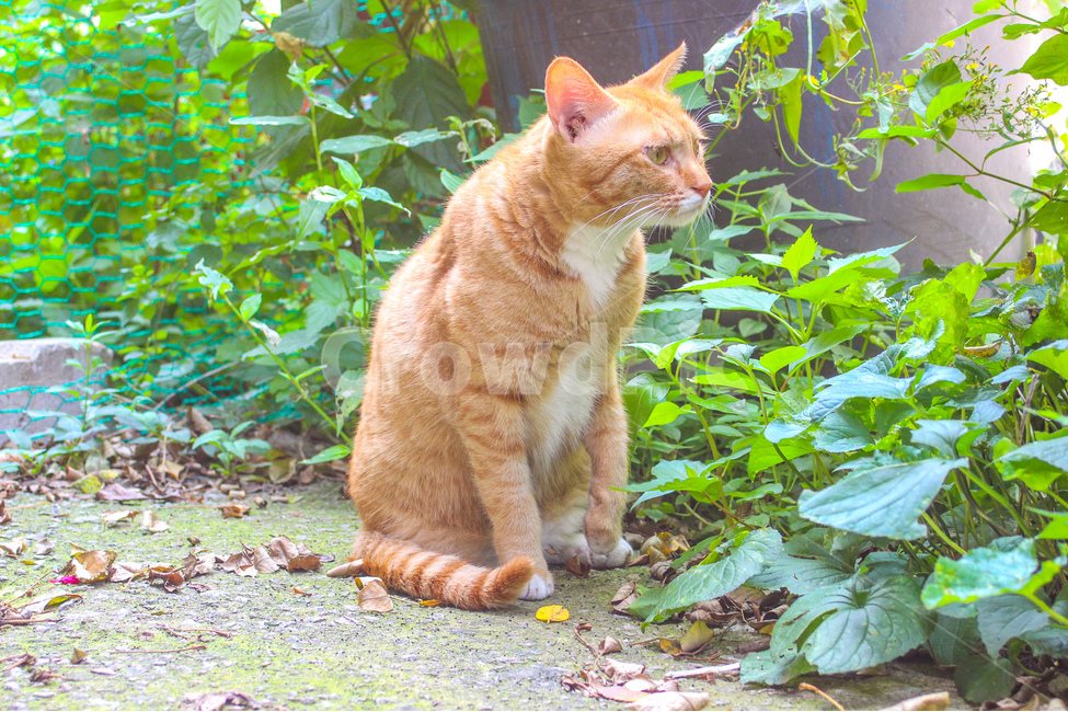 고양이,cat,동물,animal,길고양이,감성사진,감성,동물사진,숲,풀,자연,grass,nature,자세,pose,동물,animal,포유류,mammal,고양이,cat,kitten,kitty
