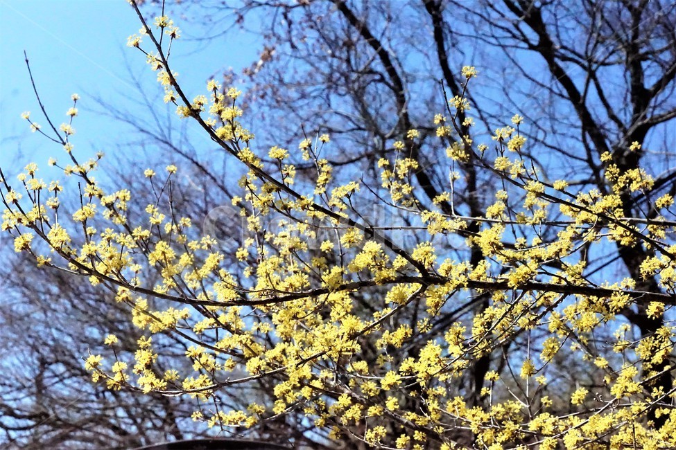 봄,산수유,꽃,노란색,나무,식물,자연,계절,yellow,nature,season,flower,beauty,tree,봄,계절,spring,season,식물,자연,plants,nature,꽃,flower,plant