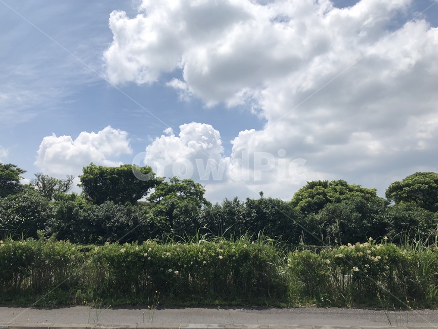 하늘,구름,제주도,푸른하늘,나무,제주