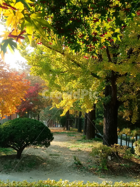 가을,단풍,낙엽,maple,plant,식물,단풍나무,단풍잎,leaf,잎,tree,나무,계절,fallautumnseason,가을단풍,자연,풍경,경치,가을,계절,fall,autumn,season,식물,자연,plants,nature,나무,trees,wood,tree trunk,나무 줄기