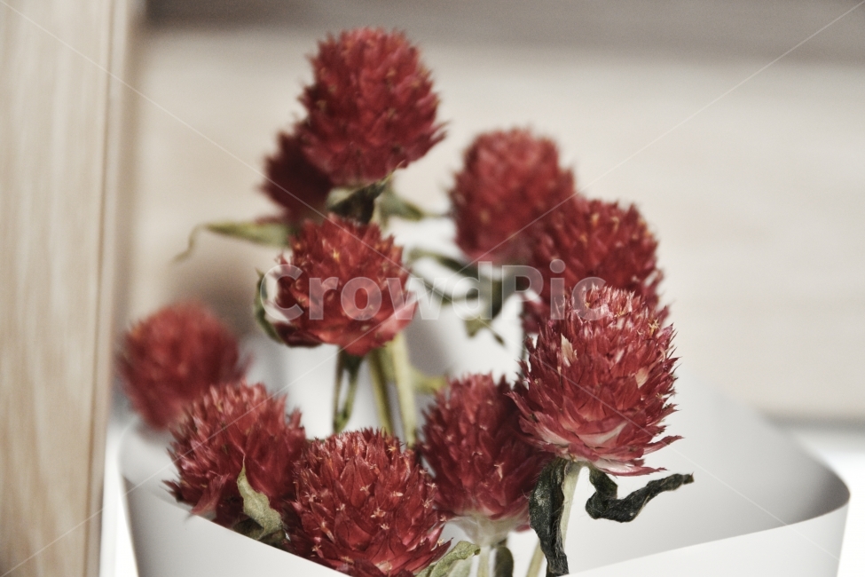 꽃,드라이플라워,쓸쓸,외로움,감성,슬픔,홀로,혼자,dryflower,flowers,alone,only,꽃,flower,실내용화초,화분,화초,house plant,인테리어,실내디자인,interior design