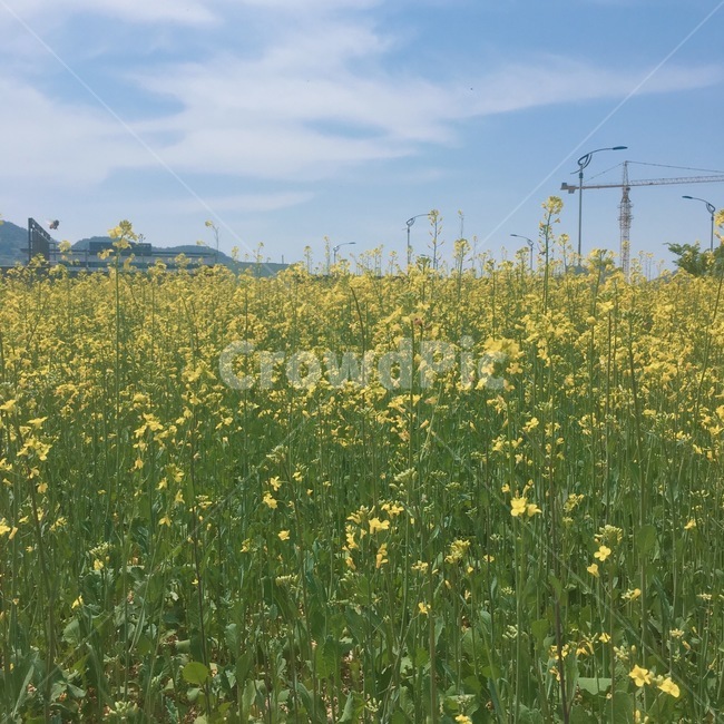 꽃,노랑,꽃배경,배경화면,식물