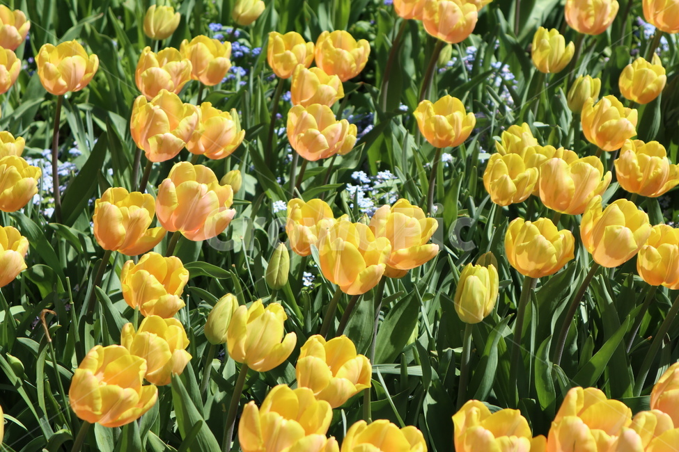 꽃,봄꽃,튤립,flower,노란튤립,노란색꽃,노란꽃,화사한,파릇파릇,봄,yellow,식물,자연,plants,nature,꽃,flower