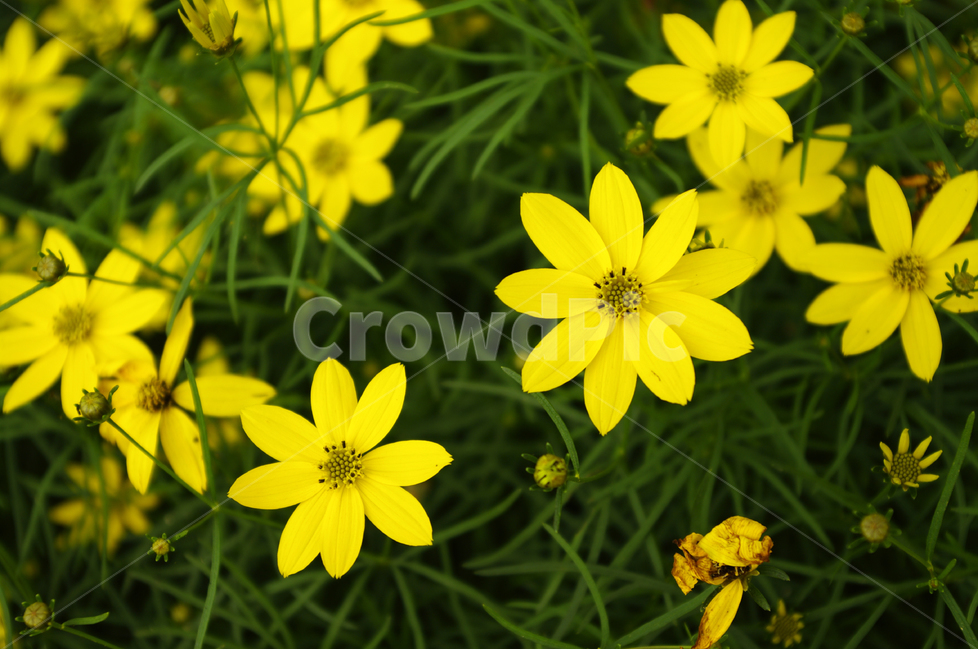 꽃,식물,flower,color,nature,자연,꽃밭,식물,자연,plants,nature,꽃,flower