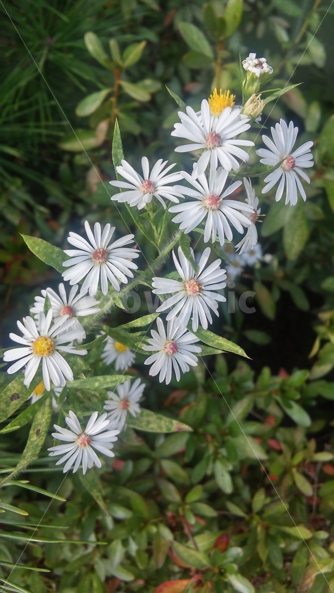 가을,꽃,휴식,더불어,초록,식물,자연,plants,nature,꽃,flower
