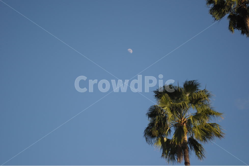 모로코,마조렐정원,마라케시,감성,달,하늘,나무,morroco,marakesh,moon,sky,자연,풍경,nature,landscape,tree,plant,식물,palm tree,야자수