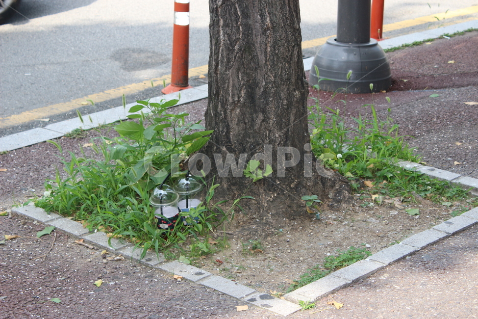 식물,plant,나무,tree,잎,잎사귀