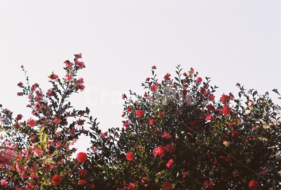 동백,동백꽃,겨울,숲속,camellia,필름사진,식물,자연,plants,nature,꽃,flower,감성,sensible,feeling