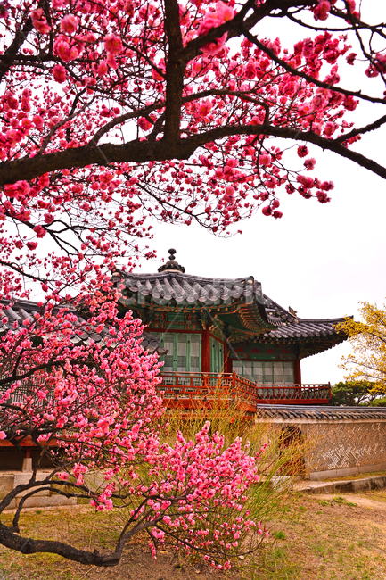 한국전통,고궁,봄풍경,봄꽃,창덕궁,봄배경,바탕,백그라운드,traditional,korean,spring,flowers,background,기와집,궁궐,조선시대,서울,명소,건축물,돌담,전통,보존,왕,집,하우스,house,ancientpalace,분홍색꽃,봄,시즌,계절,봄,계절,spring,season,한국전통,한국문화,korean traditional,korean culture,랜드마크,landmark,tourist attraction,한국랜드마크,한국관광지,한국명소,korea landmark,korea tourist attraction,건축물,건물외관,exterior,building,structure,architecture,construction,plant,식물,blossom,꽃,flower