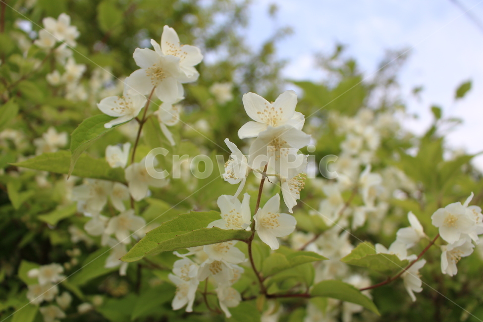 꽃,흰꽃,야생화,벚꽃,봄,식물,자연,plants,nature,꽃,flower
