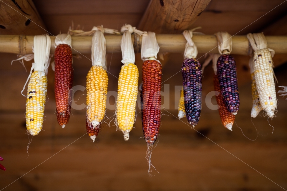 옥수수,시골,시골집,말린옥수수,정겨움,추억,음식,식재료,요리,food,cook,meal,dishes,food reserves,곡류,곡식,cereals