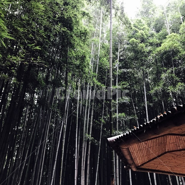 담양,대나무,향교,초록,숲,힐링,자연,풍경,nature,landscape,식물,plants,나무,trees,wood,plant,bridge,다리,building,건물