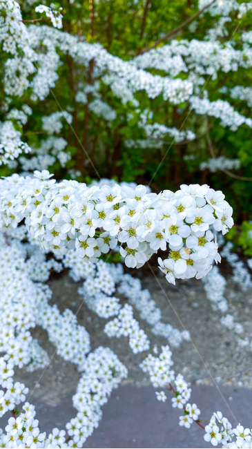 조팝나무,꽃,flower,plant,식물,꽃잎,봄,봄꽃