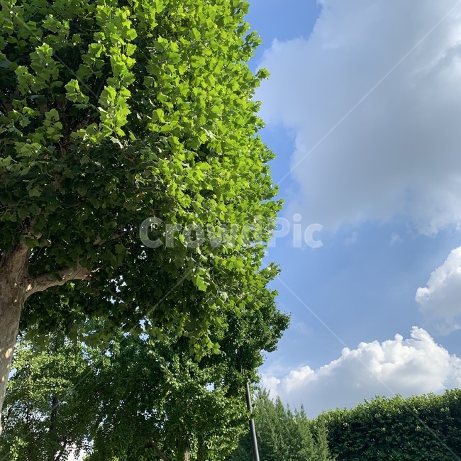 tree,나무,plant,식물,treetrunk,나무줄기,은행나무,하늘,sky,자연,풍경,nature,landscape,tree trunk,나무 줄기