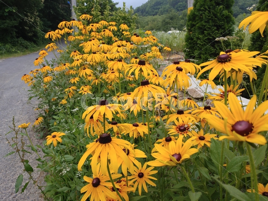 루드베키아,쌍떡잎식물,초롱꽃목,국화과,식물,coneflower,숙근성초화