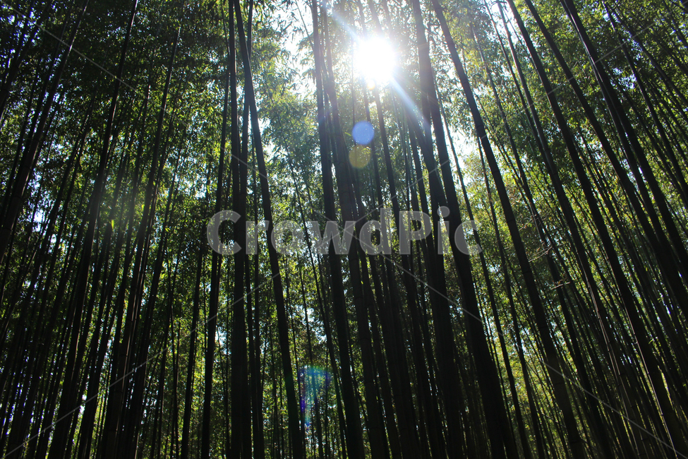 대나무,대나무숲,햇빛,울창한숲,숲,자연,풍경,nature,landscape