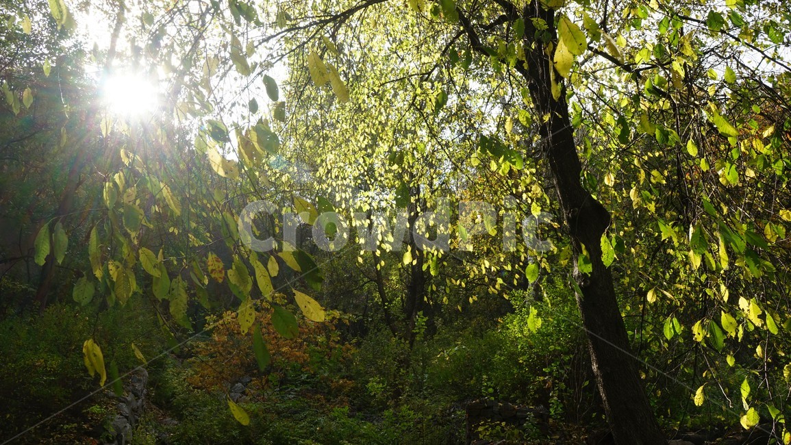 나무,녹색,숲,초가을,자연,nature,trees,green,woods,fall,autumn,식물,자연,plants,nature,나무,trees,wood