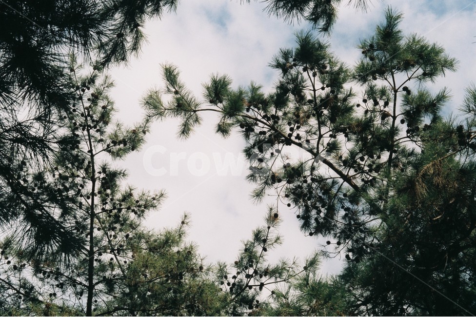 하늘,소나무,나무,필름사진,구름,자연,풍경,nature,landscape,tree,plant,식물,fir,전나무,conifer,구과 식물