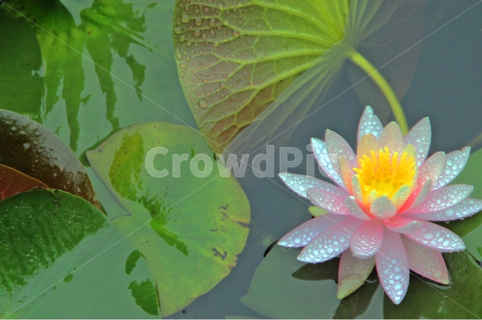 연꽃,비,녹색,싱그러움,인연,생명,식물,자연,plants,nature,꽃,flower