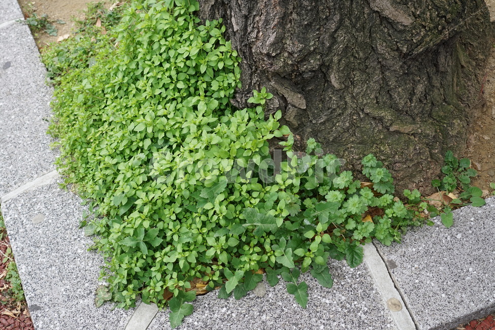 plant,식물,이끼,잡초,가로수