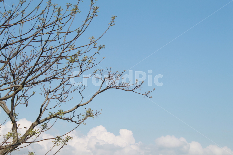봄,나무,새싹,풀,나뭇잎,하늘,tree