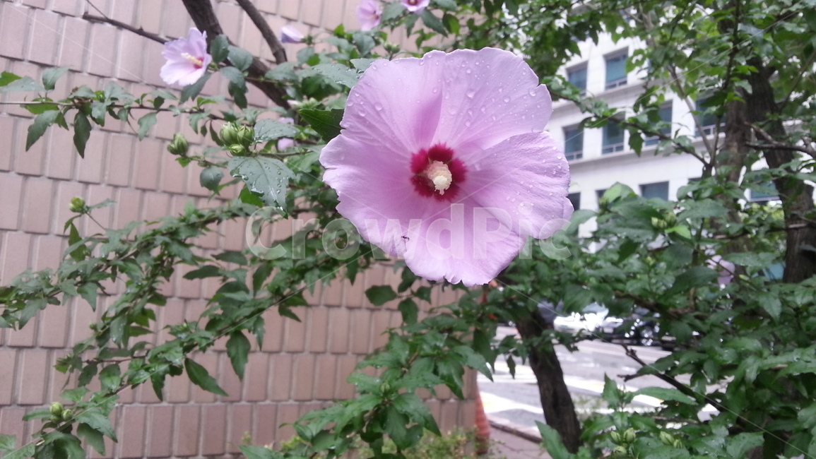 식물,꽃,무궁화,자연,flower,KOREA,국화,대한민국,한국,코리아
