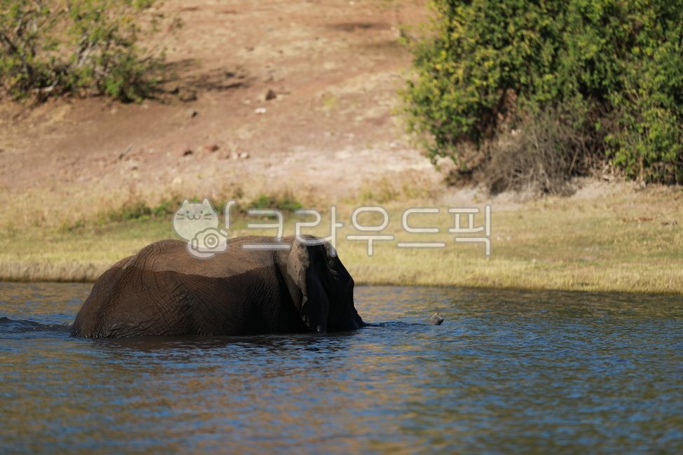 African elephant,animal,herbivore,elephant