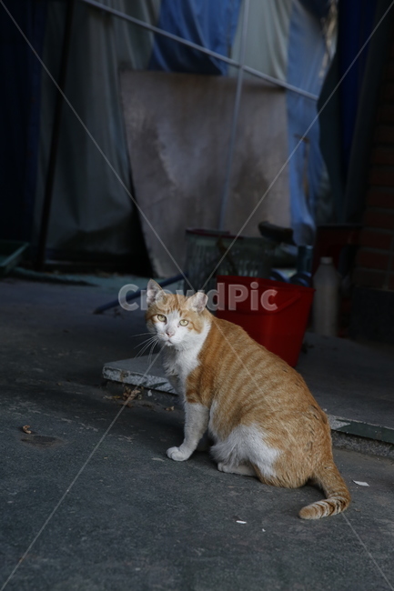 고양이,길고양이,길냥이,차가움,판자동네,동물,animal,포유류,mammal,고양이,cat,kitten,kitty