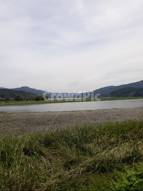 갈대,강,두물머리,자연,outdoors,reservoir,자연,풍경,nature,landscape,water,물,옥외,저수지