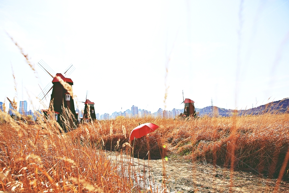 풍차,갈대식물,생태공원,풍경,자연,배경,가을,계절,fall,autumn,season,자연,풍경,nature,landscape
