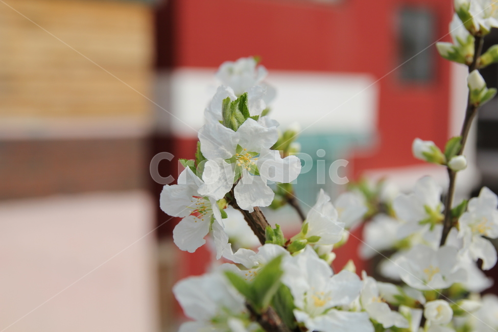 앵두나무,힌꽃,봄꽃,나무,식물,유실수,앵두,과일,plant,flower,blossom,꽃