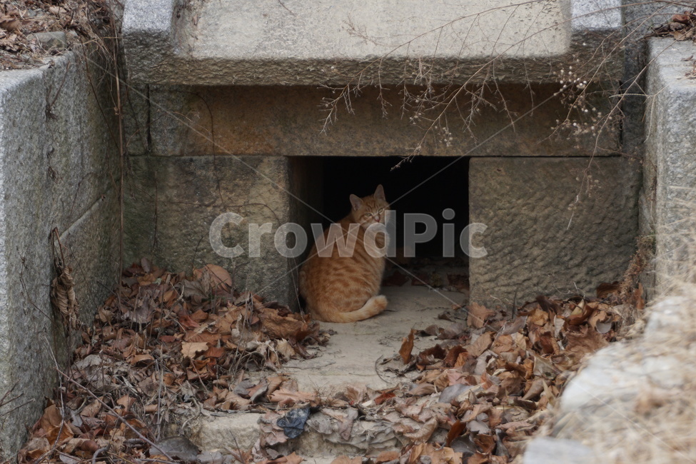 고양이,가을,낙엽,터널,동물