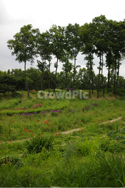 나무,숲,식물원,꽃,자연,color,nature,자연,풍경,nature,landscape,field,들,grassland,목초지,outdoors,옥외,farm,농장,rural,농촌,meadow